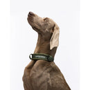 United Pets - Citylife - Collare eco con sottocollo imbottito