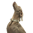 United Pets - Citylife - Collare eco con sottocollo imbottito