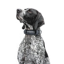 United Pets - Citylife - Collare eco con sottocollo imbottito