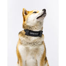 United Pets - Citylife - Collare eco con sottocollo imbottito