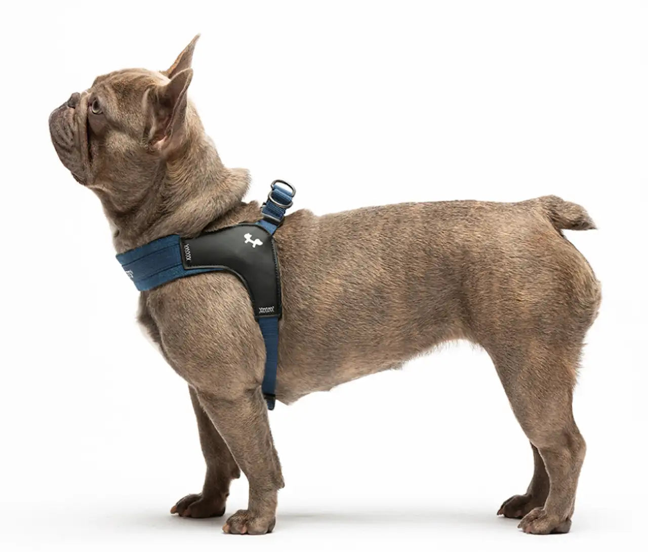 United Pets - Citylife - Pettorina aggancio rapido in Jeans