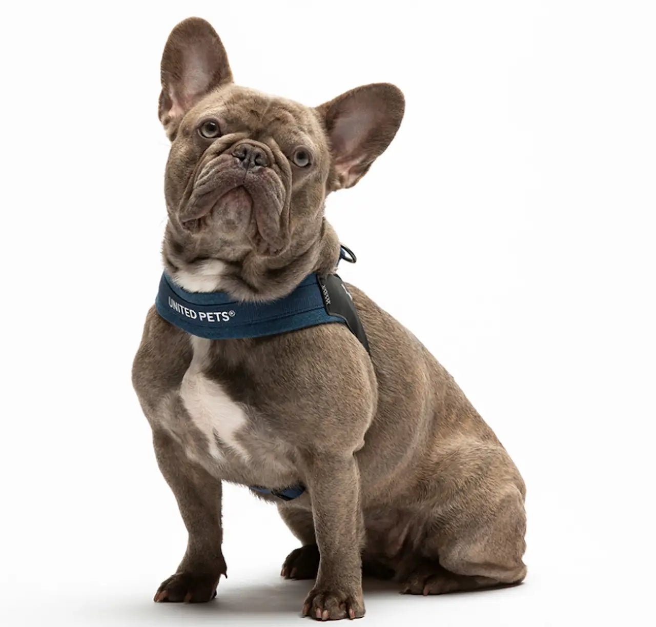 United Pets - Citylife - Pettorina aggancio rapido in Jeans