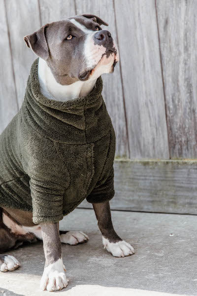Kentucky - Teddy Fleece Dog Sweater