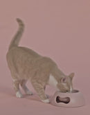 United Pets Ciotola Pappy Azzurra-14