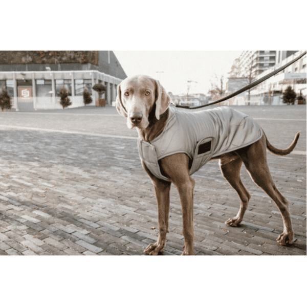 Pet Boutique - Kentucky - Belly Cover Cappotto per cani Riflettente e idrorepellente