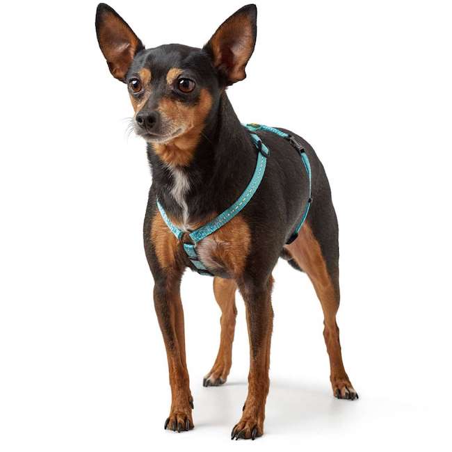 Tripoli light blue harnesses with reflective inserts - 0