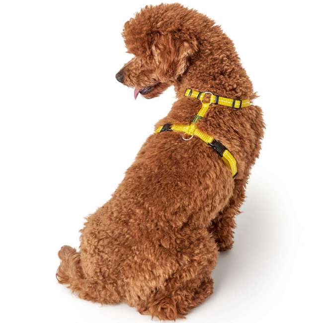 Tripoli Yellow harnesses with reflective inserts - 0