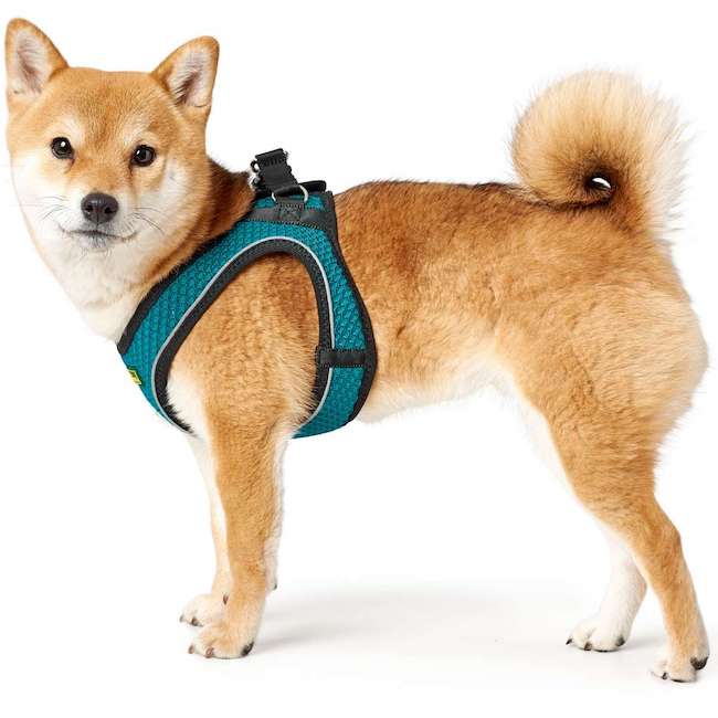 Hilo Turquoise harnesses with reflective edges - 0