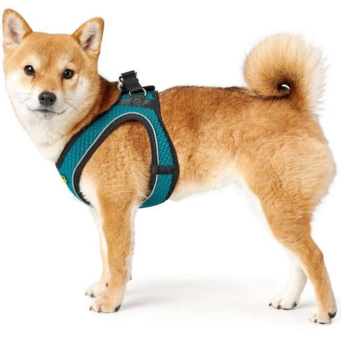 Hilo Turquoise harnesses with reflective edges