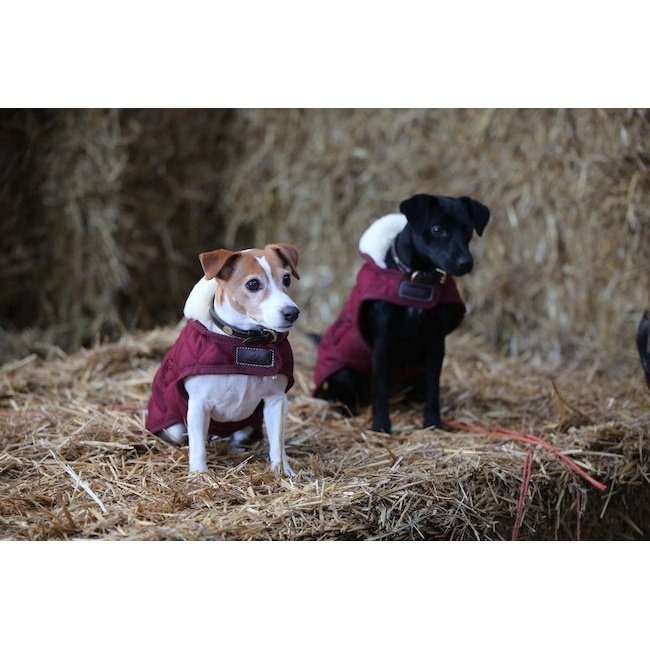 Pet Boutique- Kentucky - Cappotto Original