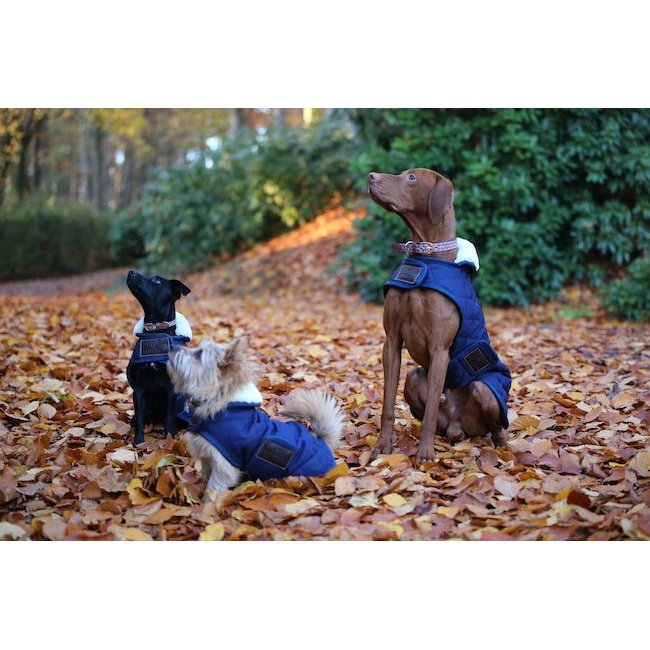 Pet Boutique- Kentucky - Cappotto Original