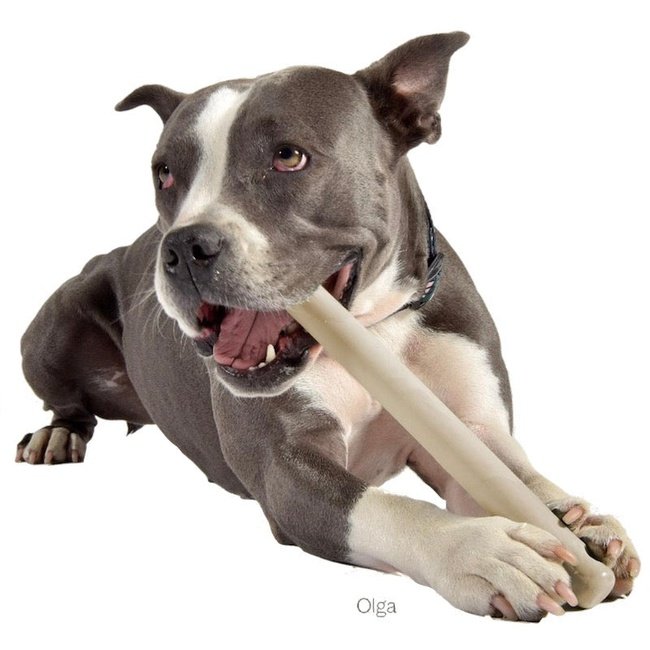 Mascotas Unidas - SR. BRANCH - Juguete ramita de goma para perros