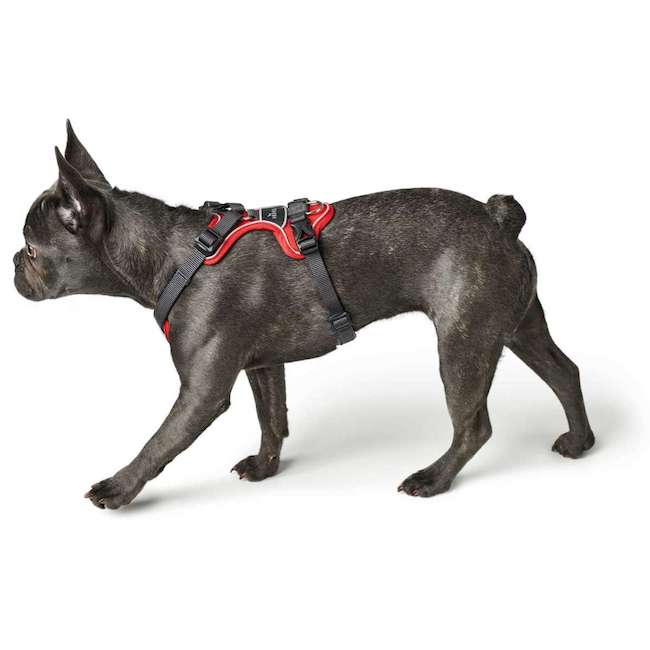Divo Red and Gray Harnesses - 0