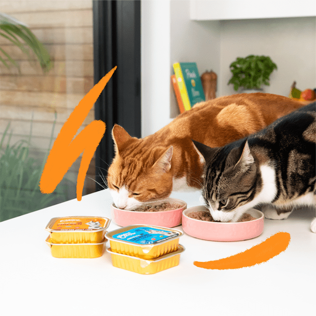 Edgard & Cooper Cat - Saumon et Poulet Bio