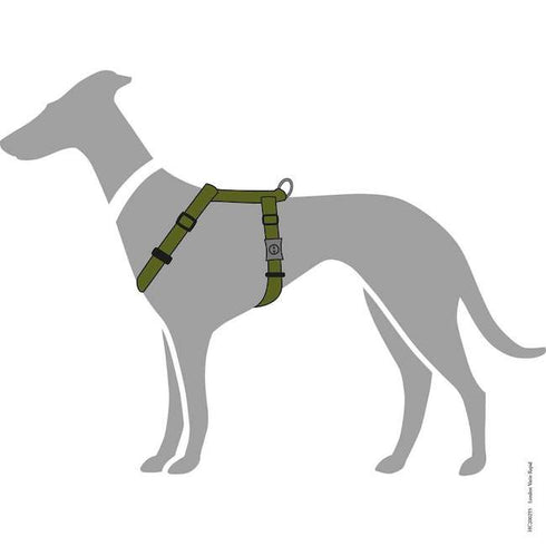 Collare cane piccolo verde. regolabile da 25 a 43 cm x 15 mm. per c