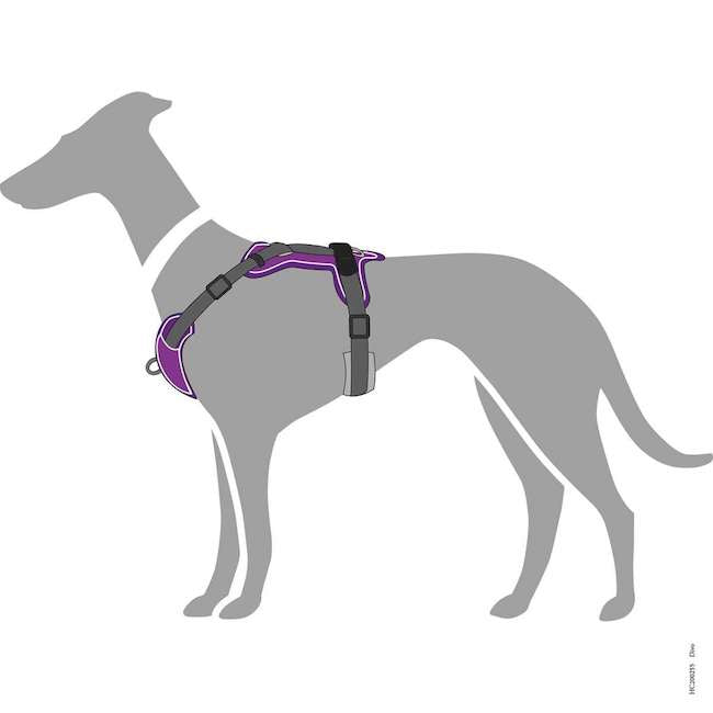 Divo Harnesses Purple and Grey